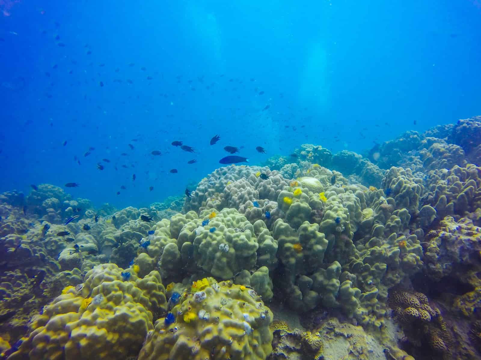 Recife de coral com peixes nadando ao redor, visto debaixo d'água